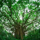 ホリスティック整体院　ガジュマル〜gajyumaru〜　薬院駅よ...