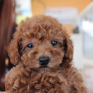 可愛いワンちゃん、ネコちゃんがお待ちいたしております♪ − 群馬県