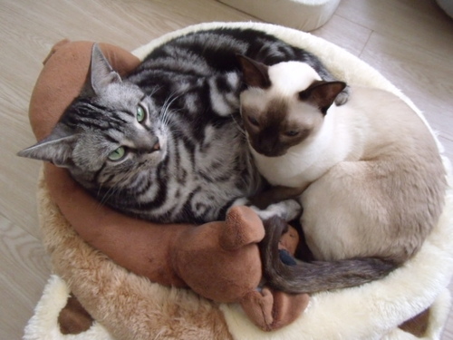 猫カフェまるまり 猫のいる癒しの空間で ほっこり くつろぎのひとときを 猫カフェまるまり 修学院のその他の無料広告 無料掲載の掲示板 ジモティー