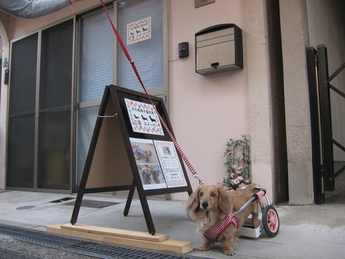 犬の車椅子 歩行器 製作 販売 工房スイーピー 工房スイーピー 住吉大社の犬の無料広告 無料掲載の掲示板 ジモティー