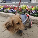 犬の車椅子・歩行器 製作・販売　『工房スイーピー』 - 大阪市