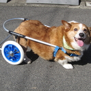 犬の車椅子・歩行器 製作・販売　『工房スイーピー』 − 大阪府