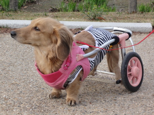 犬の車椅子 歩行器 製作 販売 工房スイーピー 工房スイーピー 住吉大社の犬の無料広告 無料掲載の掲示板 ジモティー
