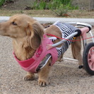 犬の車椅子・歩行器 製作・販売　『工房スイーピー』 - 地元のお店