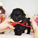 洗練された良質なティーカッププードルのかわいい子犬を販売するブリーダーです。 − 埼玉県