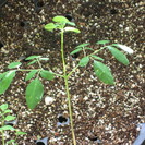 ∞奇跡の植物モリンガの種　インドから直輸入　栄養補給∞