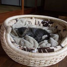 犬・猫ペット用品販売ラーサミーゴ − 福岡県