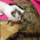 三ヶ月の子猫の里親を募集しています。 − 愛知県