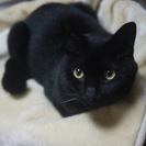 【里親募集！】可愛い黒猫（1才5ヶ月）貰って下さい！