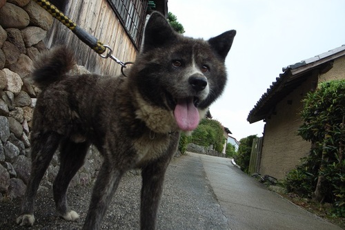 秋田犬5才オス虎 黒 森キキ 亀山のその他の里親募集 ジモティー