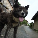 秋田犬　5才　オス　虎（黒）