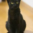 生後４か月くらいの黒猫です。