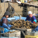 【短期アルバイト募集】牡蠣の選別作業（10月中旬～2月末）
