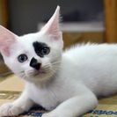 子猫の里親募集です（♂、3ヶ月齢、CC2614）