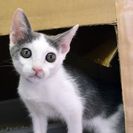 子猫の里親募集です（♂、5ヶ月齢、CC2524）