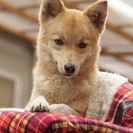 犬の里親募集です（メス、1才、ID1413）