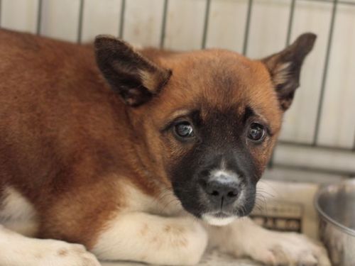 子犬の里親募集です オス 5ヶ月齢 Id1757 犬と猫のライフボート 高柳の犬の里親募集 ジモティー