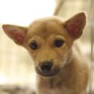 子犬の里親募集です（オス、4ヶ月齢、ID1822）