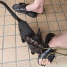 生後3ヶ月程度のオスの黒猫が迷い込んできました。里親募集中です。の画像