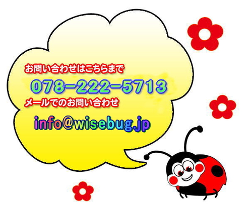 ワイズバグイングリッシュで生きた英語を学びましょう ワイズバグ 三ノ宮の英会話の生徒募集 教室 スクールの広告掲示板 ジモティー ワイズバグイングリッシュで生きた英語を学びましょう ワイズバグ 三ノ宮の英会話の生徒募集 教室 スクールの広告掲示板 ジモティー