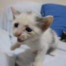 殺処分を免れました　１〜2ヶ月の人なつこい子猫達 − 岡山県