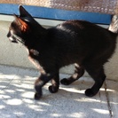 【急募】生後５ヶ月、黒ネコちゃんの飼い主募集