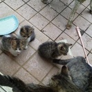 一週間ほど前、野良ちゃんが子猫４匹連れてきました