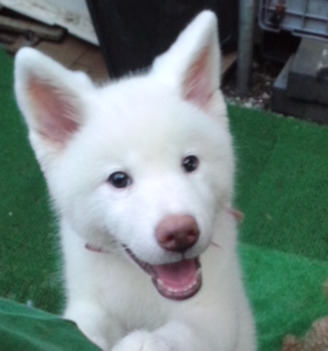 白ちゃん秋田犬里親募集 ペット里親会 ふじみ野のその他の里親募集 ジモティー