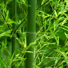 高品質な竹炭・竹酢液をベトナムで生産