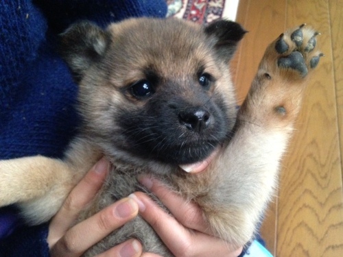 生後3か月の甲斐犬のミックス あさえだくみこ 安芸高田のその他の里親募集 ジモティー