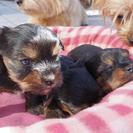 11月5日生まれのヨーキーの子犬譲ります