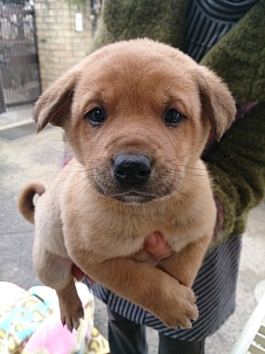 困った顔のコロコロ子犬ちゃーくん里親募集中 ゆんゆん 倉敷のその他の里親募集 ジモティー