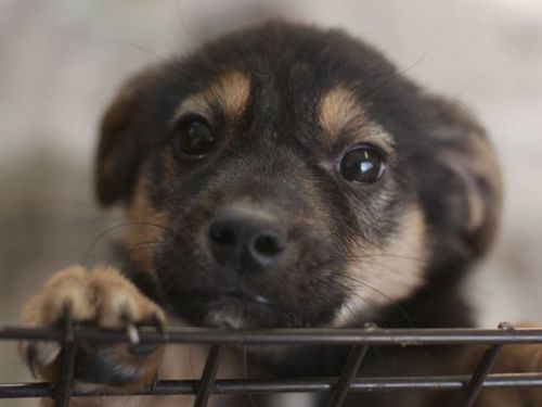 子犬の里親募集です Cd09 2 5ヶ月齢 黒茶 オス 犬と猫のライフボート 高柳のその他の里親募集 ジモティー