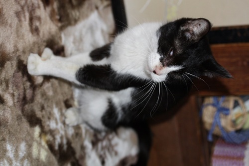 障害のある猫ですが里親さん募集です ー保護した方が飼ってくださることになりました お世話になりました パピー 保原の猫の里親募集 ジモティー 障害のある猫ですが里親さん募集です ー保護した方が飼ってくださることになりました お世話になりました パピー 保原の猫の里親募集 ジモティー