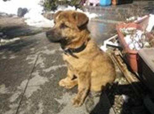 甲斐犬雑種子犬弁慶くんオス ゆんゆん 倉敷のその他の里親募集 ジモティー