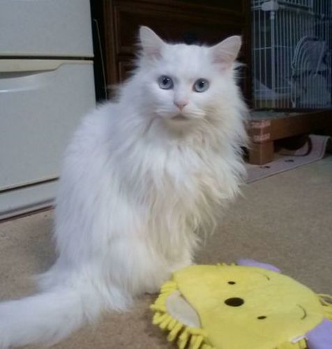 ブルーアイで真っ白で長毛 ハッチー 静岡の猫の里親募集 ジモティー