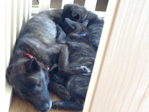 甲斐犬ｍｉｘ子犬 ２匹と母犬里親様募集中 ほさか 甲府の犬の里親募集 ジモティー