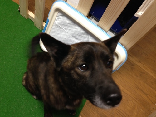 甲斐犬ｍｉｘ子犬 ２匹と母犬里親様募集中 ほさか 甲府の犬の里親募集 ジモティー