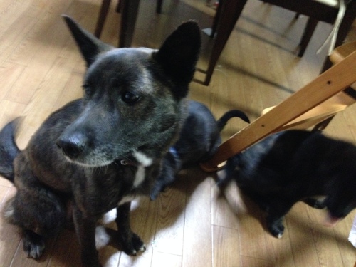 甲斐犬ｍｉｘ子犬 ２匹と母犬里親様募集中 ほさか 甲府の犬の里親募集 ジモティー