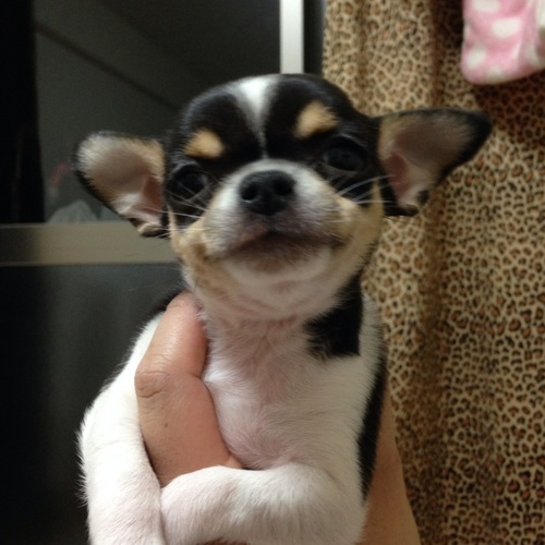 生後二ヶ月のスムースチワワ もんも 大阪のチワワの里親募集 ジモティー