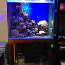 60x50x45オーバーフロー水槽