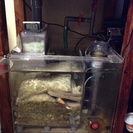 60x50x45オーバーフロー水槽