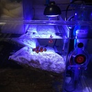 60x50x45オーバーフロー水槽