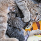 生まれたばかりの野良猫の赤ちゃん3匹です。