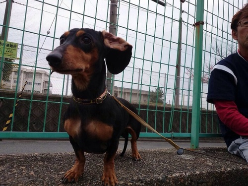 ダックススムース8歳男の子の里親を募集します クル 長岡天神のその他の里親募集 ジモティー ダックススムース8歳男の子の里親を募集します クル 長岡天神のその他の里親募集 ジモティー