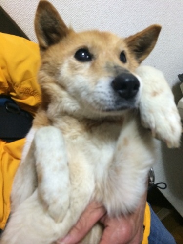 優しいおばあちゃん犬の里親さんを探しています なっちゃん 大阪のその他の里親募集 ジモティー