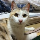 山梨県内にて子猫（♀、三毛、五ヶ月くらい）の里親さんを募集します