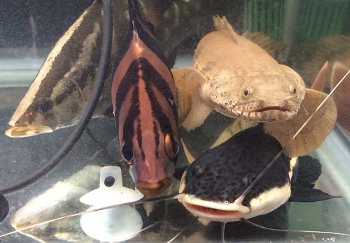 レッドテールキャット 若魚 交渉中 ダトニオ 東村山のその他の里親募集 ジモティー