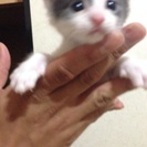 子猫 メインクーンハーフの画像