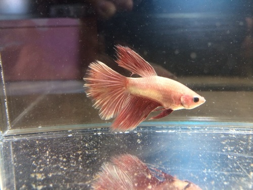 熱帯魚 ベタの里親募集 ダトニオ 東村山のその他の里親募集 ジモティー 熱帯魚 ベタの里親募集 ダトニオ 東村山のその他の里親募集 ジモティー